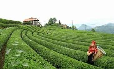 14-20  MAYIS 2026 BOYDAN BOYA BATI-DOĞU KARADENİZ &BATUM TURU